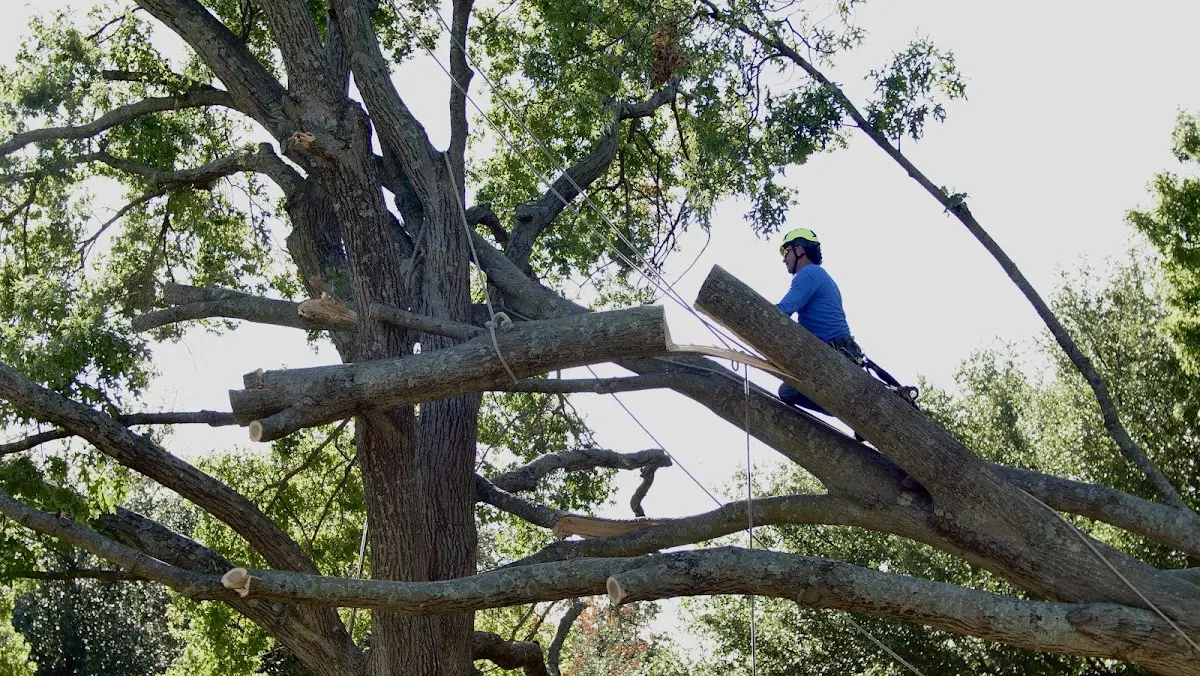 Professional Crown Thinning performed by certified arborists in Downs
