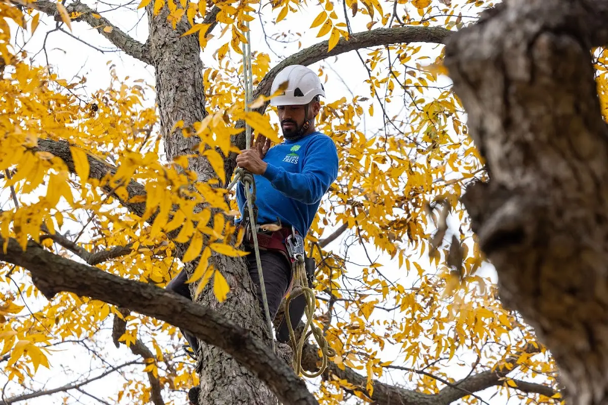 Skilled Dead Tree Removal crew working in Downs