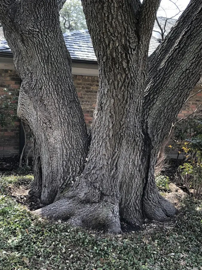 Mature heritage tree close to a Downs property cared for by certified arborists